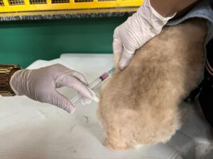 vacinacao_gatinhos_acao_areal