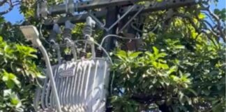Homem morre após sofrer descarga elétrica enquanto colhia abacates em Manaus