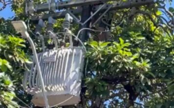 Homem morre após sofrer descarga elétrica enquanto colhia abacates em Manaus