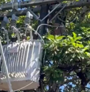 Homem morre após sofrer descarga elétrica enquanto colhia abacates em Manaus