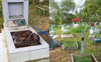 Cobra é encontrada sobre túmulo e assusta trabalhadores no Cemitério Tarumã em Manaus