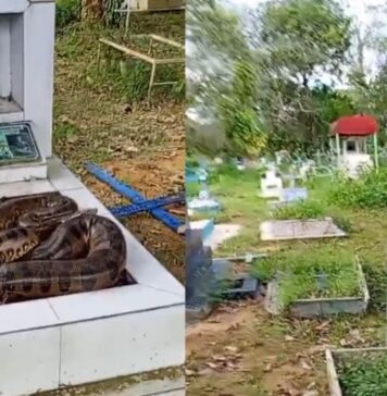 Cobra é encontrada sobre túmulo e assusta trabalhadores no Cemitério Tarumã em Manaus